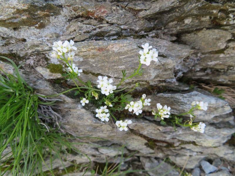 Cardamine resedifolia, photographed by Marco Mussita