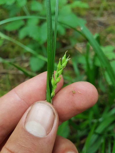 Carex hendersonii, photographed by Chris Fluit