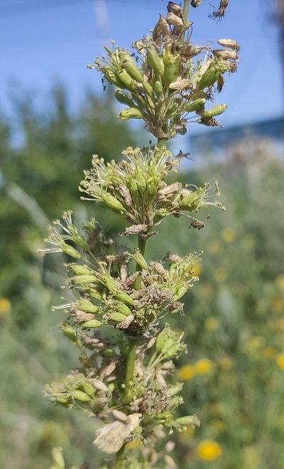 Silene chersonensis, photographed by KAnatoliy