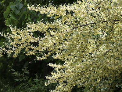 Elaeagnus umbellata, photographed by gpete