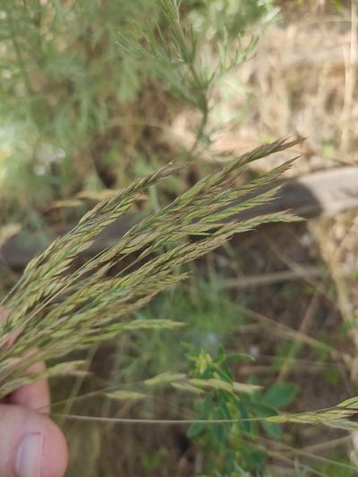 Festuca rupicola, photographed by KAnatoliy