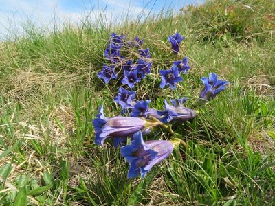 Gentiana acaulis, photographed by Marco Mussita