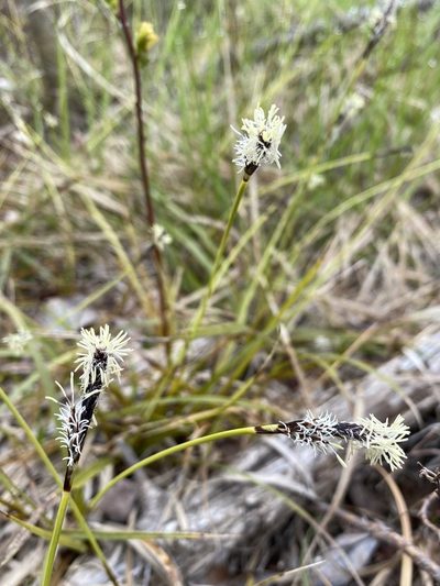 Carex concinnoides, photographed by Jason Alexander