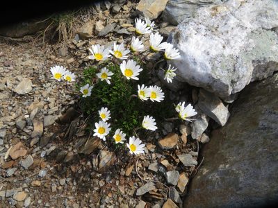 Leucanthemopsis alpina, photographed by Marco Mussita