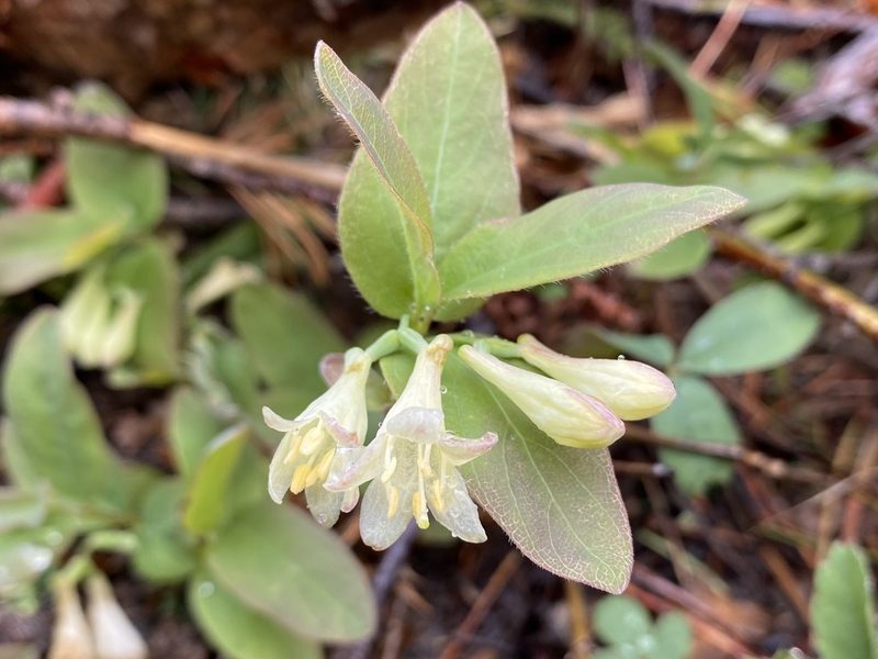Lonicera utahensis, photographed by Jason Alexander
