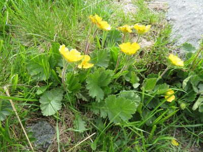 Geum montanum, photographed by Marco Mussita