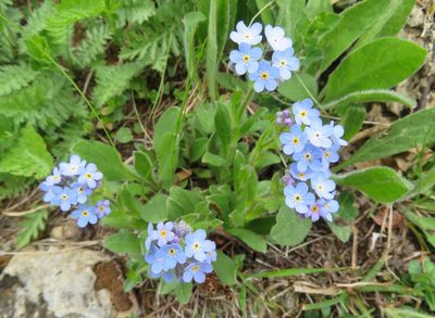 Myosotis alpestris, photographed by Marco Mussita