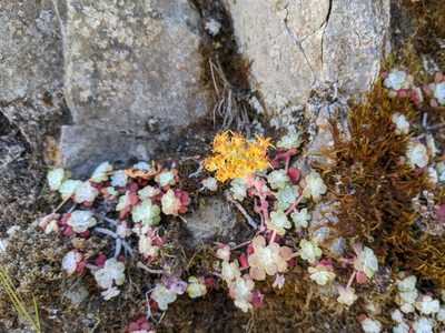 Sedum spathulifolium, photographed by mgentile
