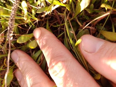 Goodenia radicans, photographed by Joe Potter Butler