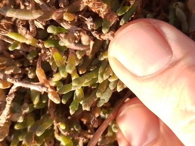 Salicornia quinqueflora, photographed by Joe Potter Butler