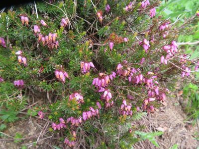 Erica carnea, photographed by Marco Mussita