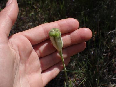 Fritillaria pudica, photographed by Julia Carr