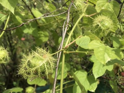 Passiflora vesicaria, photographed by poyin