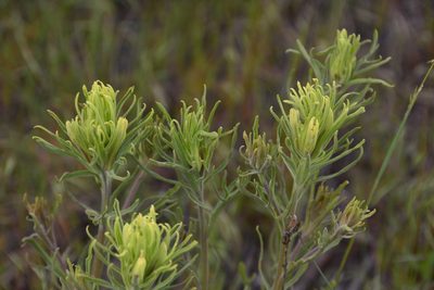 Castilleja thompsonii, photographed by Julia Carr