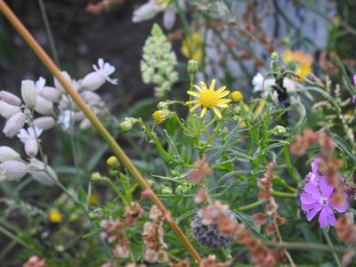 Senecio inaequidens, photographed by Yann Kemper
