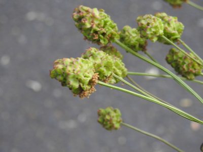 Sanguisorba minor, photographed by Yann Kemper
