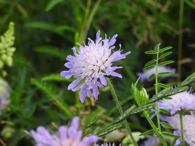 Knautia arvensis, photographed by Yann Kemper