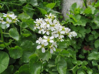 Cardamine asarifolia, photographed by Marco Mussita
