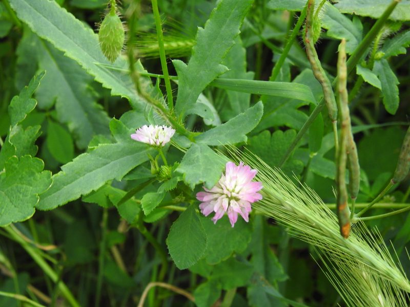 Trifolium resupinatum, photographed by Yann Kemper