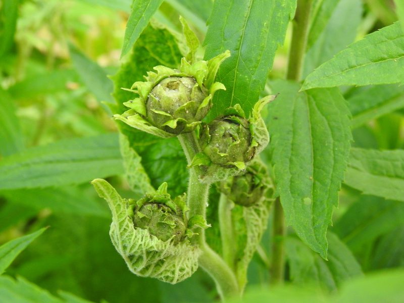 Telekia speciosa, photographed by Yann Kemper