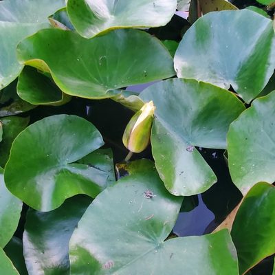 Nymphaea odorata, photographed by Ghostomelon