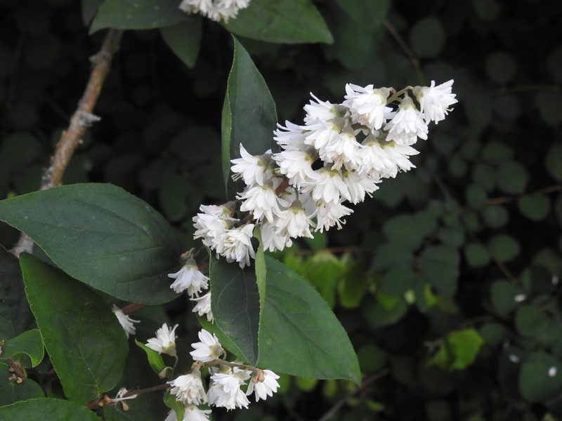 Deutzia scabra, photographed by Yann Kemper