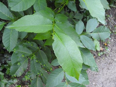 Juglans regia, photographed by Yann Kemper