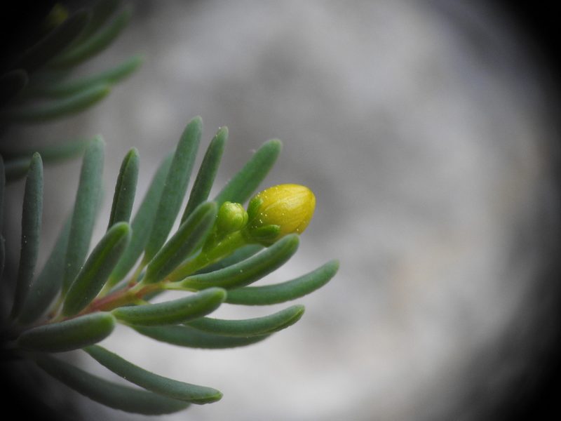 Hypericum jovis, photographed by Yves Bas