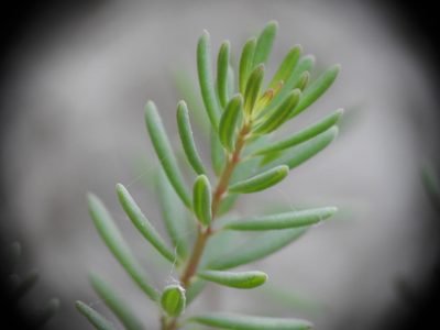 Hypericum jovis, photographed by Yves Bas