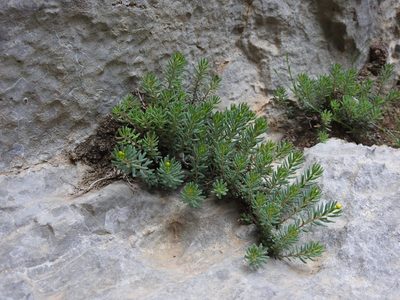 Hypericum jovis, photographed by Yves Bas