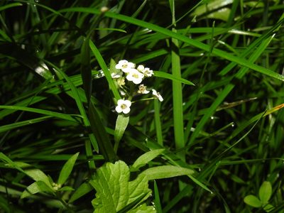 Lobularia maritima