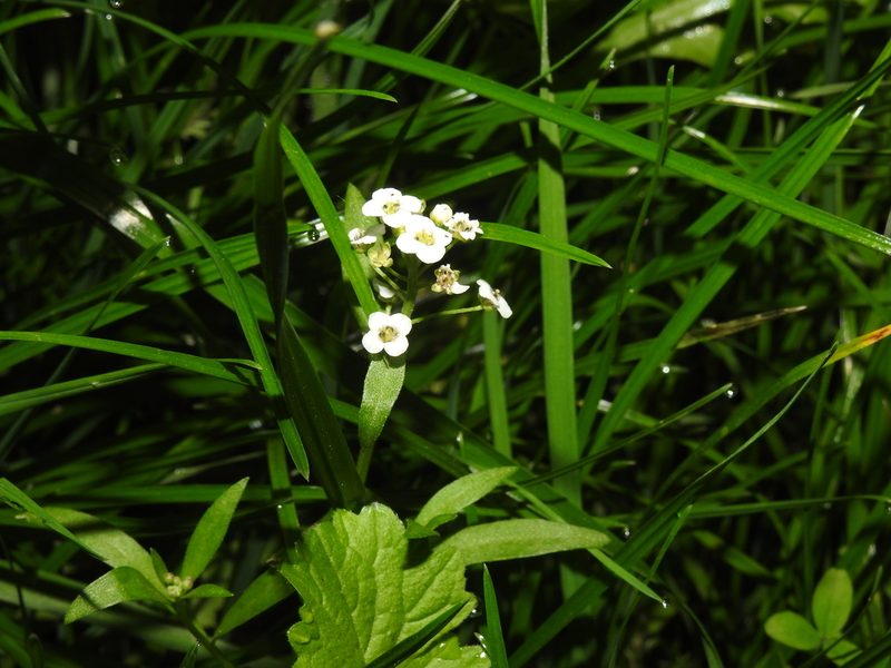 Lobularia maritima, photographed by Yann Kemper