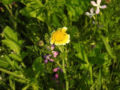 Glebionis coronaria, photographed by Yann Kemper