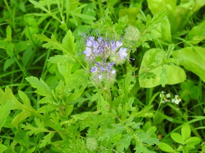 Phacelia tanacetifolia, photographed by Yann Kemper