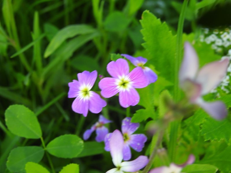 Malcolmia maritima, photographed by Yann Kemper