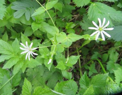 Stellaria nemorum, photographed by Marco Mussita
