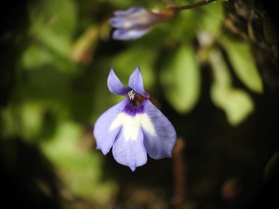 Solenopsis minuta, photographed by Yves Bas