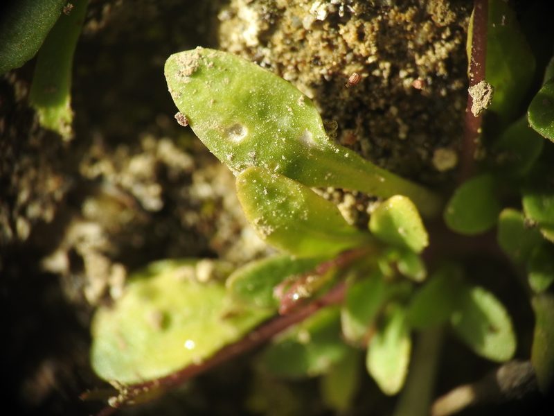 Solenopsis minuta, photographed by Yves Bas