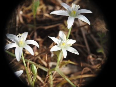 Ornithogalum collinum, photographed by Yves Bas