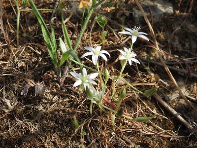 Ornithogalum collinum, photographed by Yves Bas