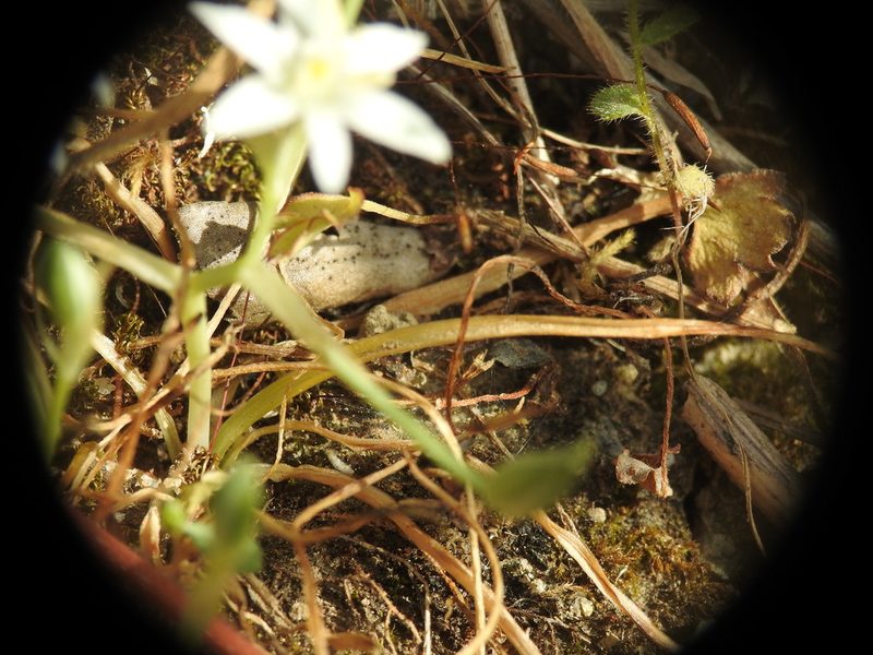 Ornithogalum collinum, photographed by Yves Bas