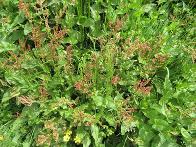 Rumex acetosa, photographed by Marco Mussita