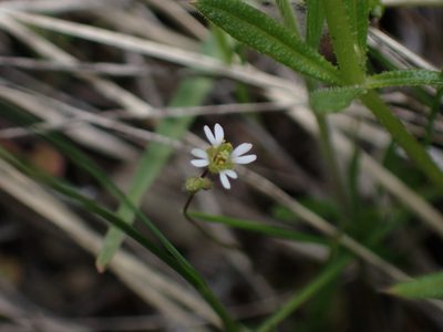 Draba verna, photographed by Julia Carr