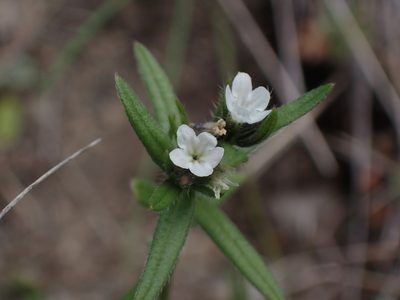 Buglossoides arvensis, photographed by Julia Carr