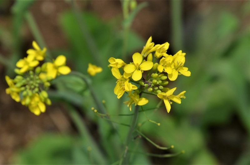 Brassica rapa, photographed by E. A.