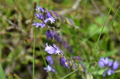 Polygala vulgaris, photographed by E. A.