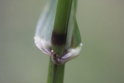 Lolium giganteum, photographed by Michel Langeveld
