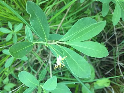 Lonicera oblongifolia, photographed by Reuven Martin