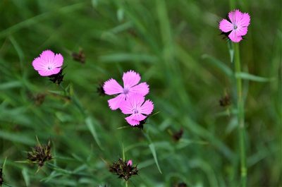 Dianthus carthusianorum, photographed by E. A.