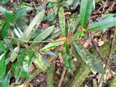 Calophyllum australianum, photographed by Steve Fitzgerald